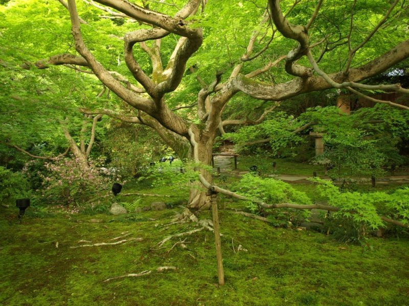arbol